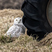 Found a snowy owl by dridsdale