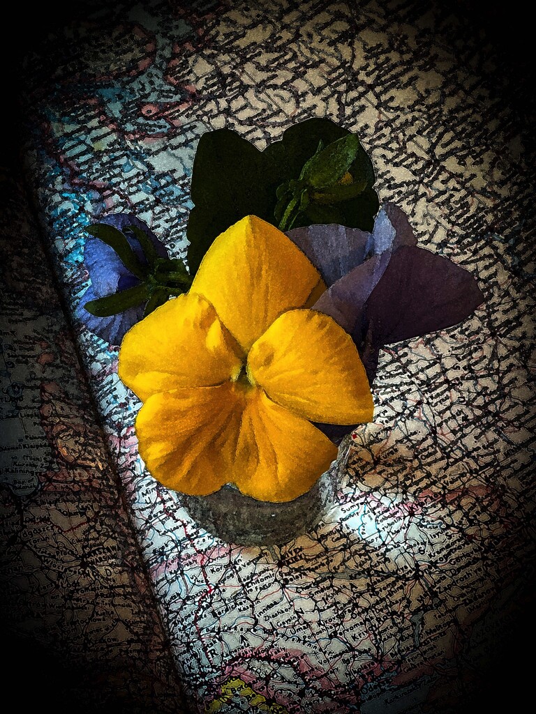 Pansies for Peace by berelaxed
