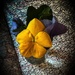 Pansies for Peace by berelaxed