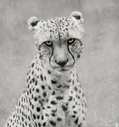 6th Apr 2022 - Cheetah