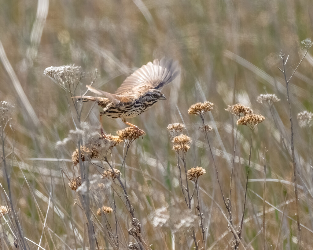 Song Sparrow Takeoff by nicoleweg