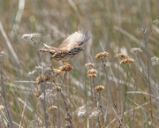 5th Apr 2022 - Song Sparrow Takeoff