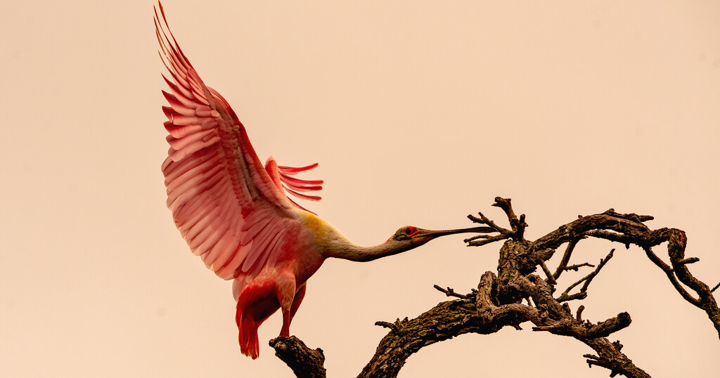 Roseate Spoonbill, Coming in for a Landing! by rickster549