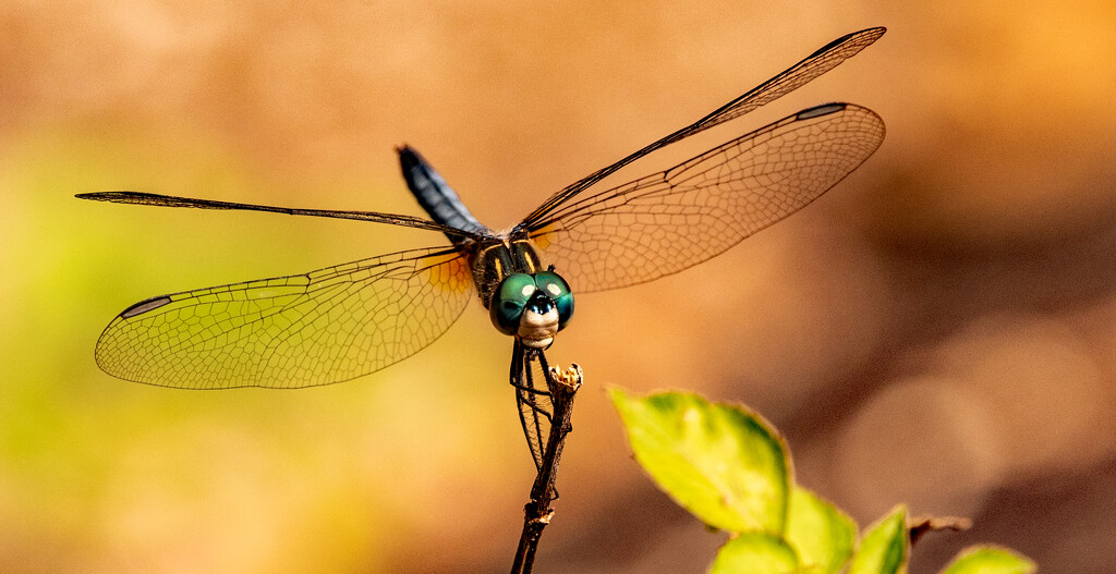 Dragonfly At Rest! by rickster549