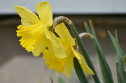 5th Apr 2022 - Our First Daffodils