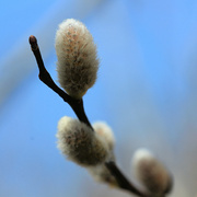 5th Apr 2022 - Pussywillow Salutation
