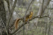 4th Apr 2022 - Squirrel loves this twig