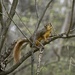 Squirrel loves this twig by metzpah