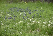 5th Apr 2022 - Texas Spring Flowers