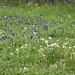 Texas Spring Flowers by metzpah