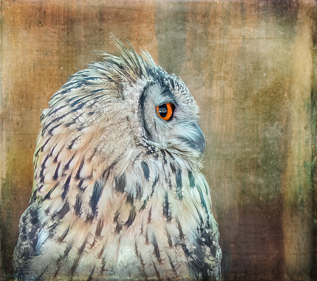 Another shy Owl by ludwigsdiana