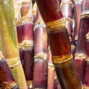 11th Mar 2022 - Sugar cane