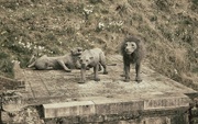 6th Apr 2022 - Sad looking Lions...