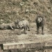 Sad looking Lions... by cutekitty