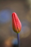 6th Apr 2022 - Tulip