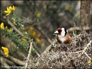 6th Apr 2022 - Goldie in the gorse