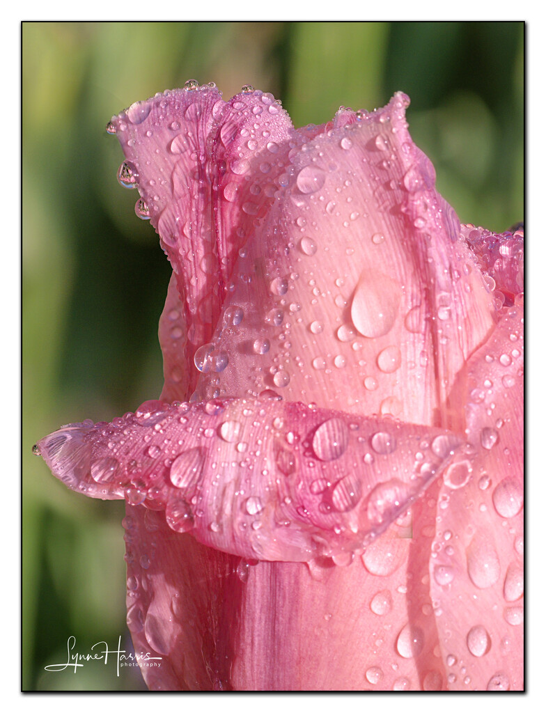 Pink Tulip by lynne5477