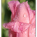 Pink Tulip by lynne5477