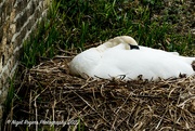 6th Apr 2022 - Nest rest