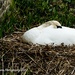 Nest rest by nigelrogers