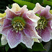 Hellebore by fishers
