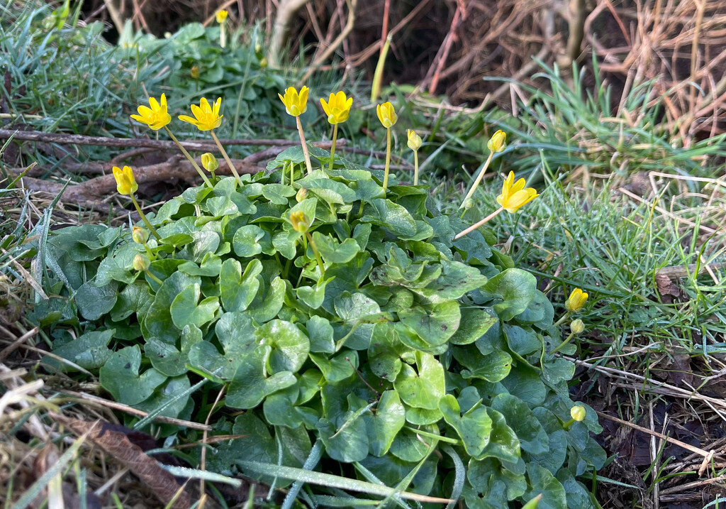 Lesser Celandine by lifeat60degrees