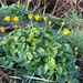 Lesser Celandine by lifeat60degrees