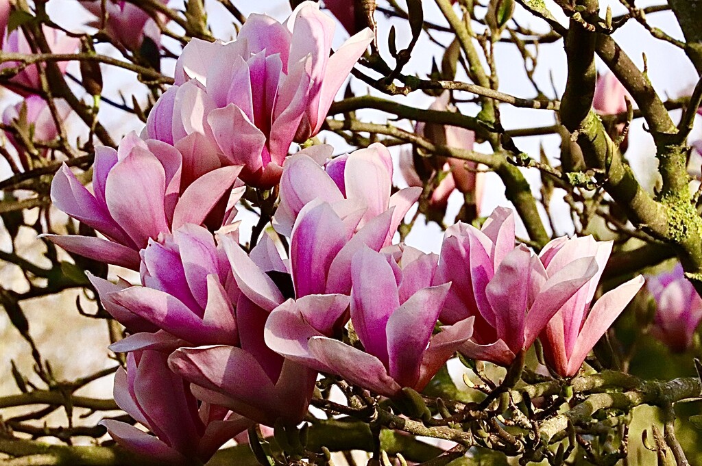 Abundant Blooms by carole_sandford