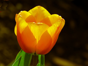 6th Apr 2022 - Glowing Tulip