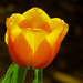 Glowing Tulip by seattlite