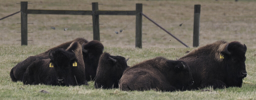 bison  by rminer