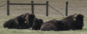 6th Apr 2022 - bison 