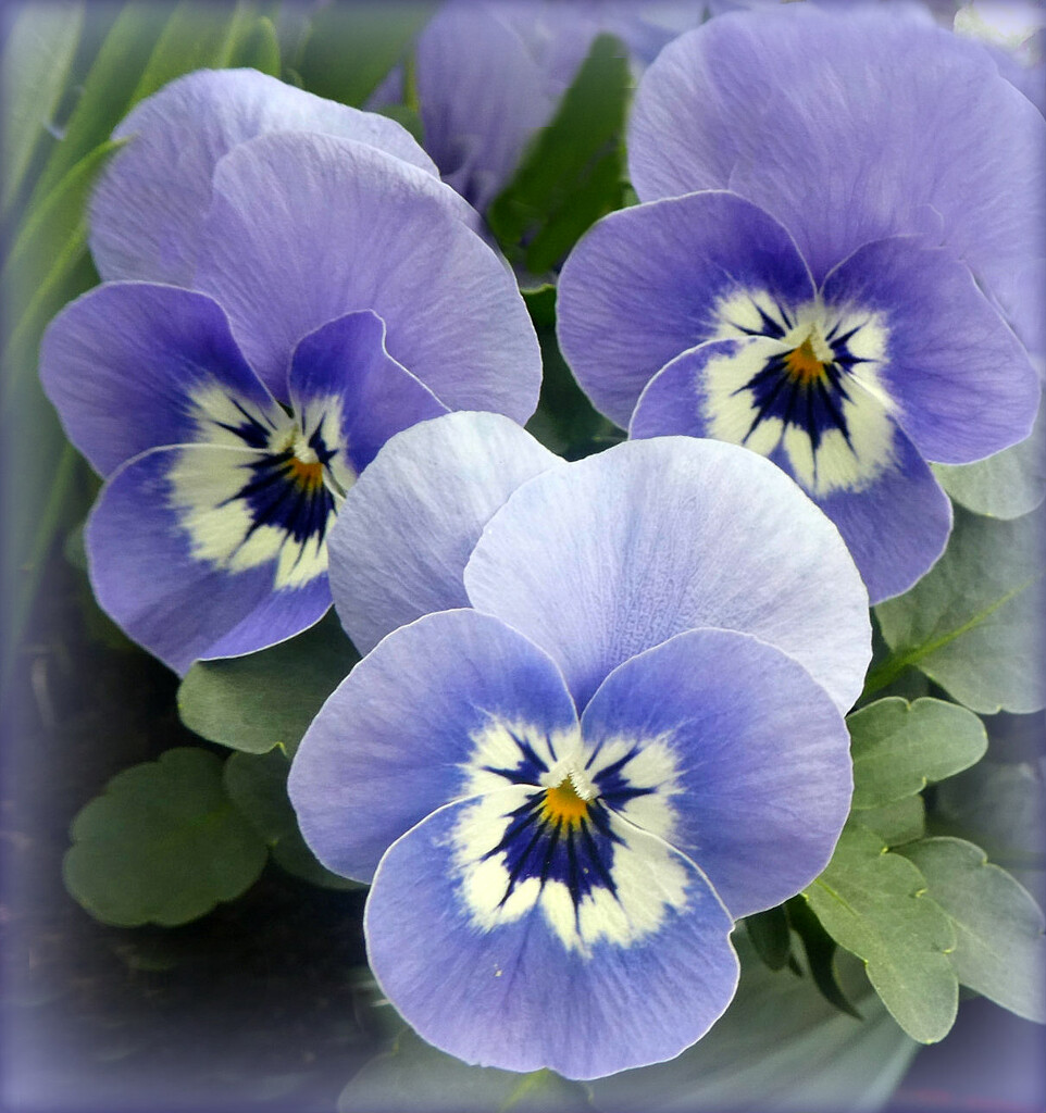 Pansy  trio.  by wendyfrost