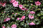 6th Apr 2022 - A bright camellia to end my year