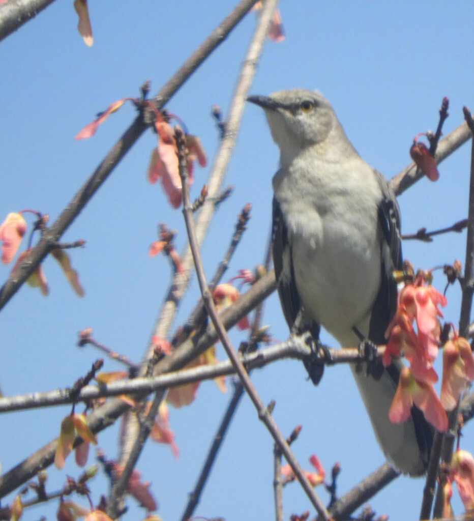 Mockingbird in the Spring by homeschoolmom