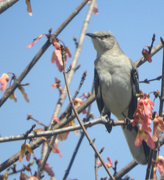 6th Apr 2022 - Mockingbird in the Spring
