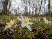 6th Apr 2022 - The wood anemone