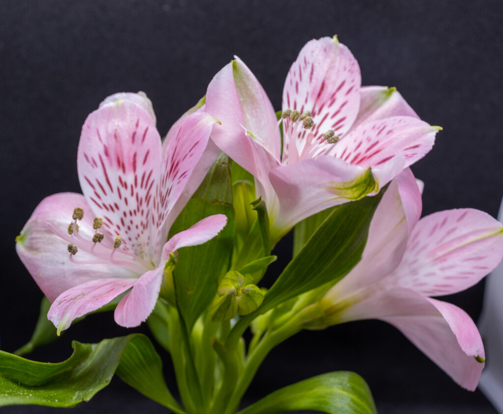 Mother’s Day Flowers by 365projectorglisa