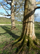 6th Apr 2022 - Trees and sheep.
