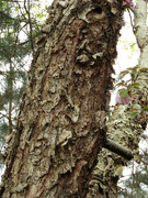 5th Apr 2022 - Scaley Tree