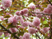5th Apr 2022 - Crabapple Blossoms
