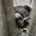 I can sleep anywhere by koalagardens