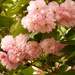 Pink Profusion by homeschoolmom