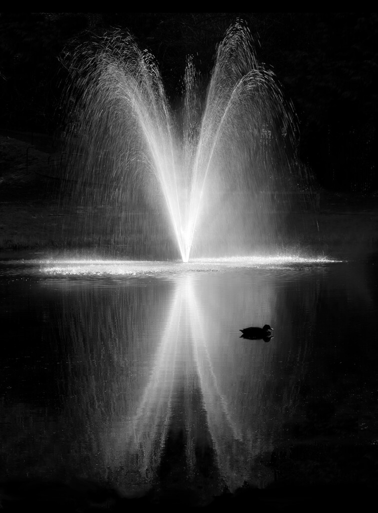 Fountain and reflection with duck by dulciknit