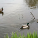 Ducks  by sanderling