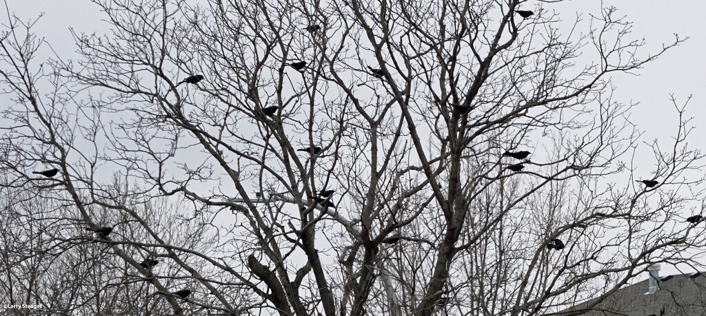 Black birds in a tree by larrysphotos