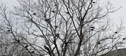 6th Apr 2022 - Black birds in a tree