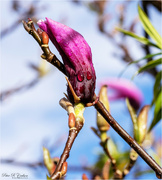 6th Apr 2022 - Purple Magnolia