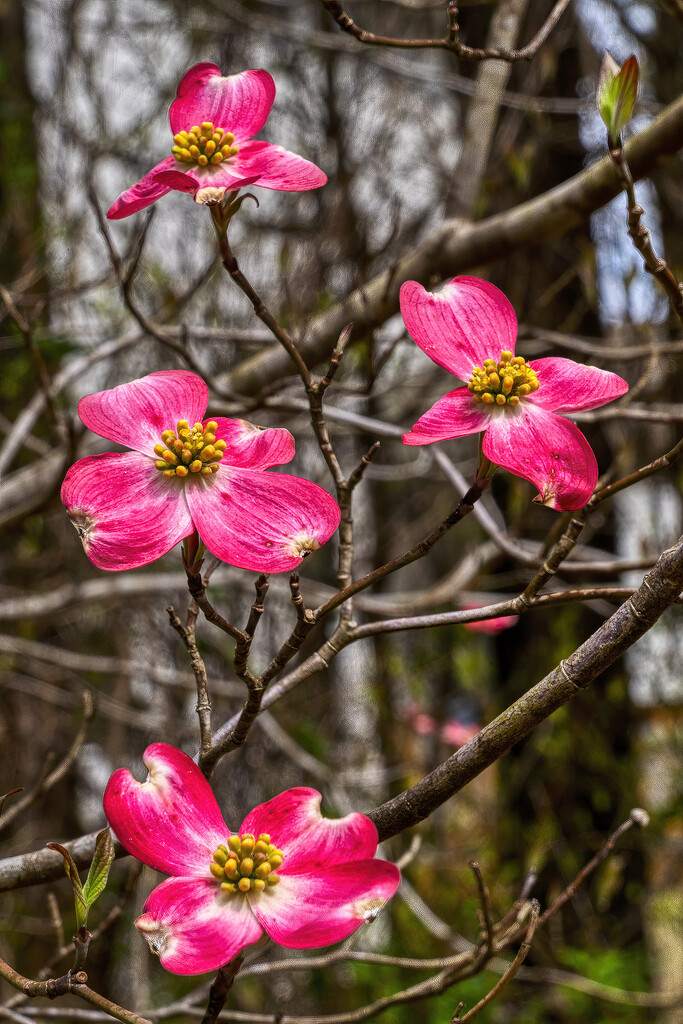 Four Red Dogwood Blooms by k9photo