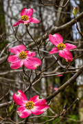 6th Apr 2022 - Four Red Dogwood Blooms
